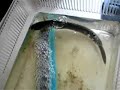 Cleaning the 10 gal fish