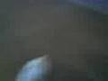 videos de Alaskan Timber Wolf vs 3 Playing Puppies Again