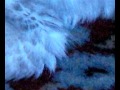 EASY BLUE - Still Movie 1 - by Haco