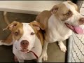 Pit Bull Blues