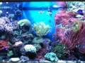 videos de Clownfish and Anemone Dominated Tank 3
