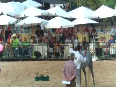 لبانا بنت اللهيب 