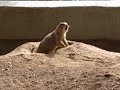 Prairie Dog Barking Prairie Dog Barking