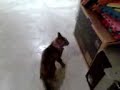 Cat watches TV / Gata mita tele