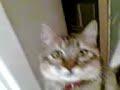 Cat watches TV / Gata mita tele