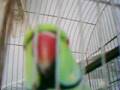 JUNKY PARROT