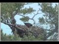 A Tribute to Marilyn Total Praise Brooklyn Tabernacle Choir ~ Maine Eagle Cam