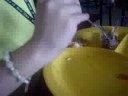 hOw To EaT a FRieD cHiCkEn