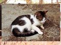 les-chats-rigolos.html