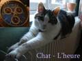 Les chats rigolos