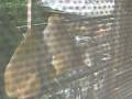 Shimla Monkeys