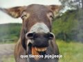animales con amor !!!