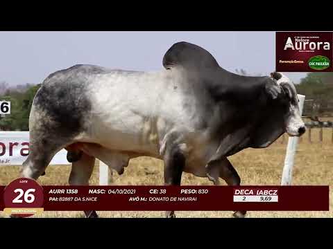 4� De Olho na Fazenda - NELORE AURORA participa��o Chico Paulic�ia