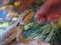 Nemo the bearded dragon