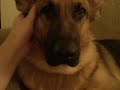 Ear rub