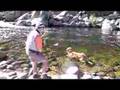 Giallo pescando con mosca