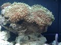 aquapod 12G reef aquarium