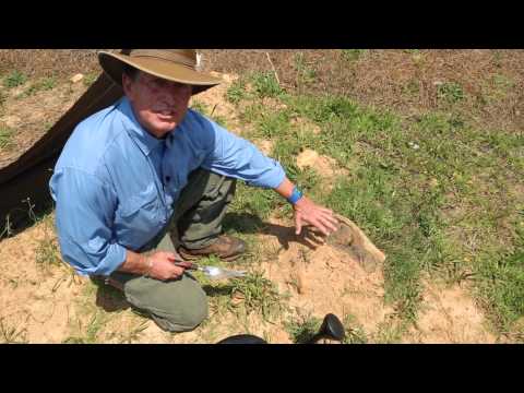 how to eliminate fire ants