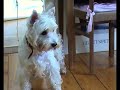 Polla & Sandy (Malteser & Westi) Polla & Sandy (Malteser & Westi)