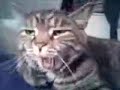 our ventriliquist cat   kringle