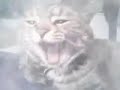 Our Ventriliquist Cat...Kringle