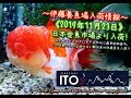 【伊藤養魚場入荷情報】2019年11月23日 日本金魚市場より入荷しました!!