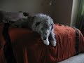 Ierse wolfshond