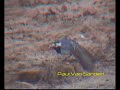 White Wagtail (Motacilla alba alba) White Wagtail (Motacilla alba alba)