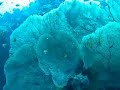 Rebreather Diving Red Sea