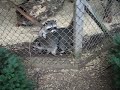 the racoons