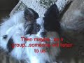 A little dog on a BIG mission!