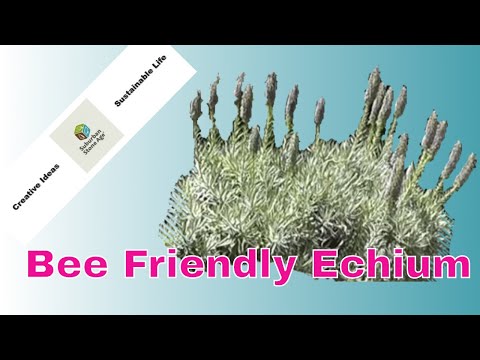 how to grow echium vulgare