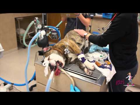 how to cure gdv