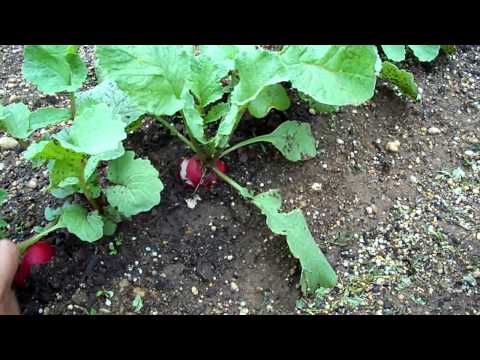 how to harvest radishes