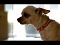 Hyundai i30 Mans Best Friend advert