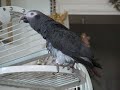 Singing and Humming along with Momma