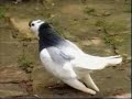 Monori kering?--Monorer Tümmler-Colbutant de Monor-Monor Tumbler-Pigeons-Tauben Monori kering?--Monorer Tümmler-Colbutant de Monor-Monor Tumbler-Pigeons-Tauben