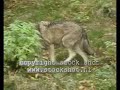 wolf-help-wolves.html