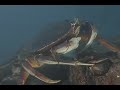 Saving Puget Sound: A Call To Action
