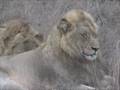 Djuma The Manyeleti Males