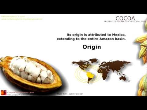 Cocoa benefits. (Cacao) Properties and medicinal uses of Cocoa tree, leaves, fruit and beans