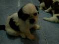 videos de baby Shih Tzu playing around
