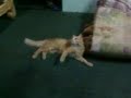 meow meow palaboy ( garfield buraot )