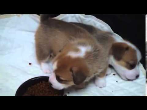 Video of a female Corgi puppy playing