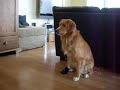 Herman`s første møte med anda