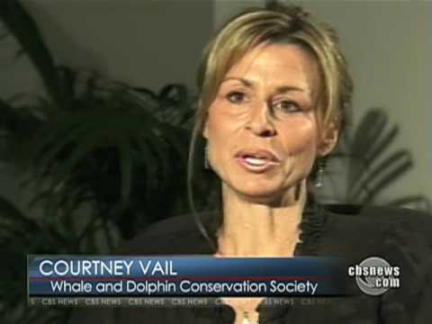 kiler whale