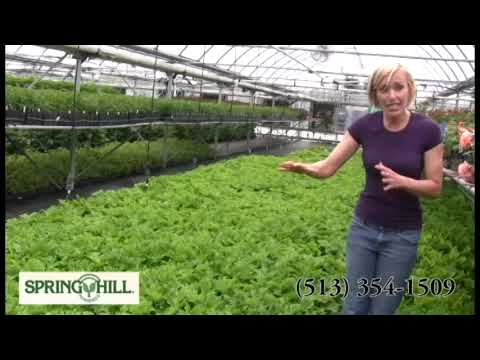 how to turn hydrangeas pink