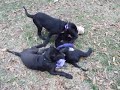 ONYX, NOIR, & MISTY ANN 1 ONYX, NOIR, & MISTY ANN 1