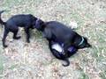 videos de ONYX, NOIR, & MISTY ANN 1