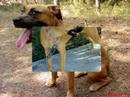 American staffordshire terrier-My little Suny! American staffordshire terrier-My little Suny!